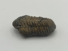 Load image into Gallery viewer, Calymene trilbite
