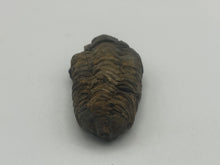 Load image into Gallery viewer, Calymene trilbite
