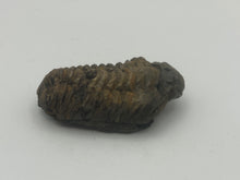 Load image into Gallery viewer, Calymene trilbite
