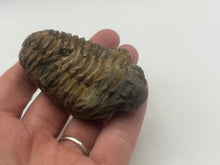 Load image into Gallery viewer, Calymene trilbite

