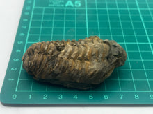 Load image into Gallery viewer, Calymene trilbite
