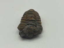 Load image into Gallery viewer, Calymene trilobite fossil
