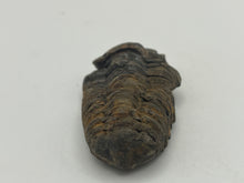 Load image into Gallery viewer, Calymene trilobite fossil
