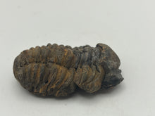 Load image into Gallery viewer, Calymene trilobite fossil
