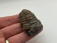 Load image into Gallery viewer, Calymene trilobite fossil
