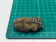 Load image into Gallery viewer, Calymene trilobite fossil
