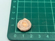 Load image into Gallery viewer, Amorite chalcedony rose
