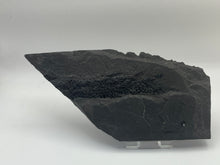 Load image into Gallery viewer, Osteoplepis Macrolepidotus fish fossil
