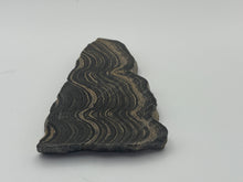 Load image into Gallery viewer, Stromatolite
