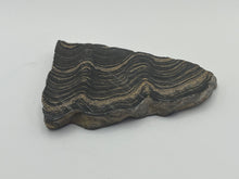 Load image into Gallery viewer, Stromatolite
