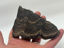 Load image into Gallery viewer, Stromatolite
