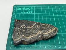 Load image into Gallery viewer, Stromatolite
