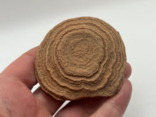 Load image into Gallery viewer, Sand stromatolite desert onion
