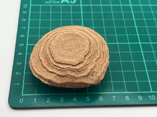 Load image into Gallery viewer, Sand stromatolite desert onion
