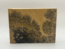 Load image into Gallery viewer, Dendrite
