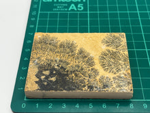 Load image into Gallery viewer, Dendrite
