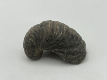 Load image into Gallery viewer, Devils toenail Gryphaea
