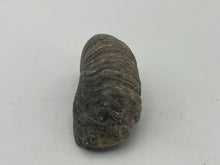 Load image into Gallery viewer, Devils toenail Gryphaea
