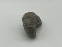 Load image into Gallery viewer, Devils toenail Gryphaea
