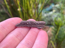 Load image into Gallery viewer, Drusy fossil wood
