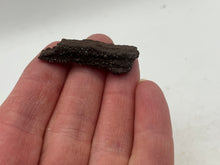 Load image into Gallery viewer, Drusy fossil wood
