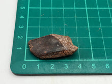 Load image into Gallery viewer, Lepidotes fish scale
