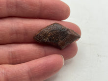 Load image into Gallery viewer, Lepidotes fish scale
