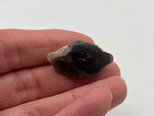 Load image into Gallery viewer, Lepidotes fish scale
