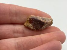 Load image into Gallery viewer, Lepidotes fish scale
