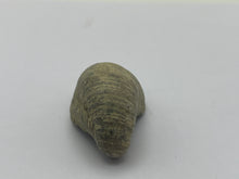 Load image into Gallery viewer, Devils toenail Gryphaea
