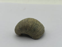 Load image into Gallery viewer, Devils toenail Gryphaea
