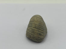 Load image into Gallery viewer, Devils toenail Gryphaea
