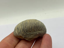 Load image into Gallery viewer, Devils toenail Gryphaea
