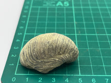 Load image into Gallery viewer, Devils toenail Gryphaea
