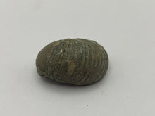 Load image into Gallery viewer, Devils toenail Gryphaea
