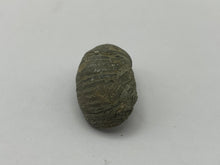 Load image into Gallery viewer, Devils toenail Gryphaea
