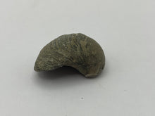 Load image into Gallery viewer, Devils toenail Gryphaea
