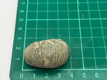 Load image into Gallery viewer, Devils toenail Gryphaea

