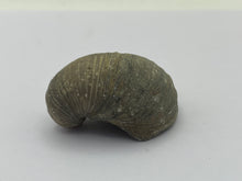 Load image into Gallery viewer, Devils toenail Gryphaea
