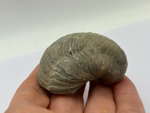 Load image into Gallery viewer, Devils toenail Gryphaea
