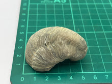 Load image into Gallery viewer, Devils toenail Gryphaea
