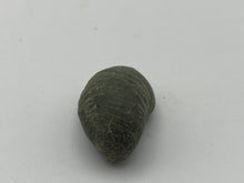 Load image into Gallery viewer, Devils toenail Gryphaea
