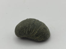 Load image into Gallery viewer, Devils toenail Gryphaea
