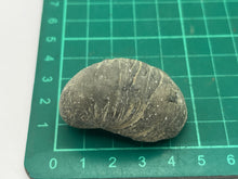 Load image into Gallery viewer, Devils toenail Gryphaea
