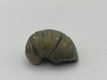 Load image into Gallery viewer, Devils toenail Gryphaea

