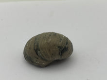 Load image into Gallery viewer, Devils toenail Gryphaea
