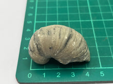 Load image into Gallery viewer, Devils toenail Gryphaea
