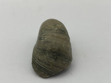 Load image into Gallery viewer, Devils toenail Gryphaea
