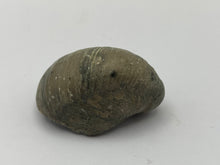 Load image into Gallery viewer, Devils toenail Gryphaea
