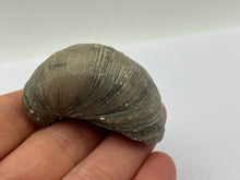 Load image into Gallery viewer, Devils toenail Gryphaea
